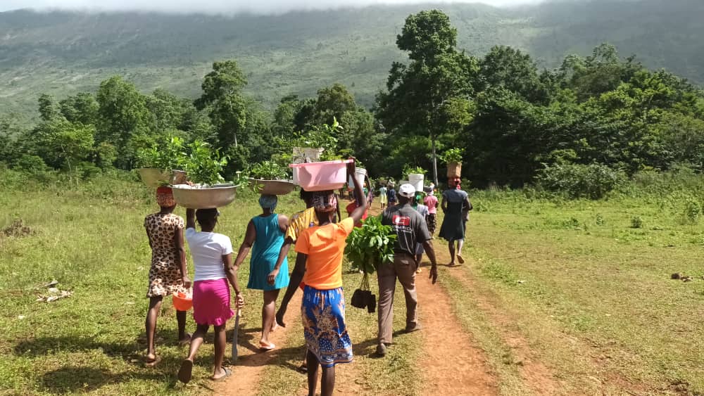 Transport de plantules vers la cascade Pichon, à Belle-Anse, au sud-est d'Haïti.